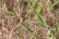 Tricholepis glaberrima